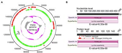 Bacteriophage Lytic Enzyme P9ly as an Alternative Antibacterial Agent Against Antibiotic-Resistant Shigella dysenteriae and Staphylococcus aureus